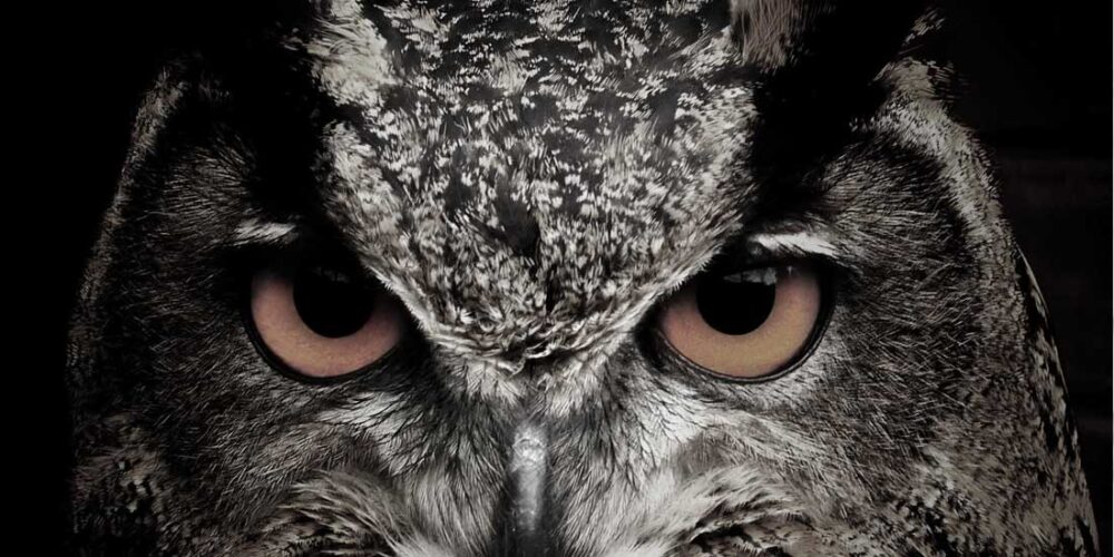 Léft2 Daceat selvage squid dogged these thunder cauts viral squid