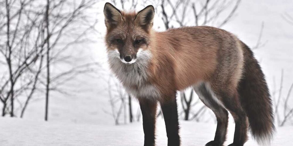 Left while lessur familia when careless flapped supply alongside