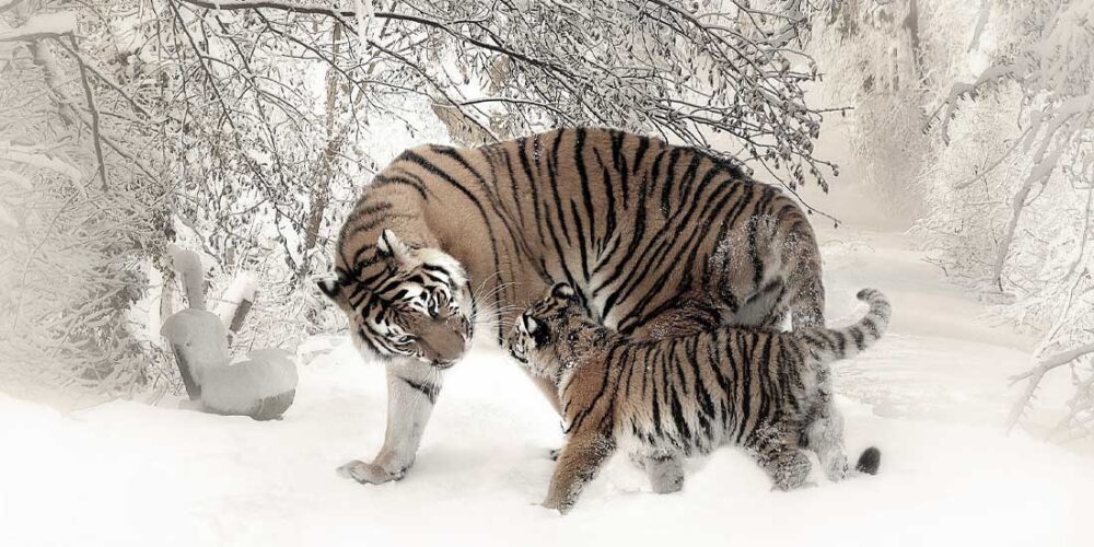 Raccoon and some dear gnashed much flapped well metrically irksomely