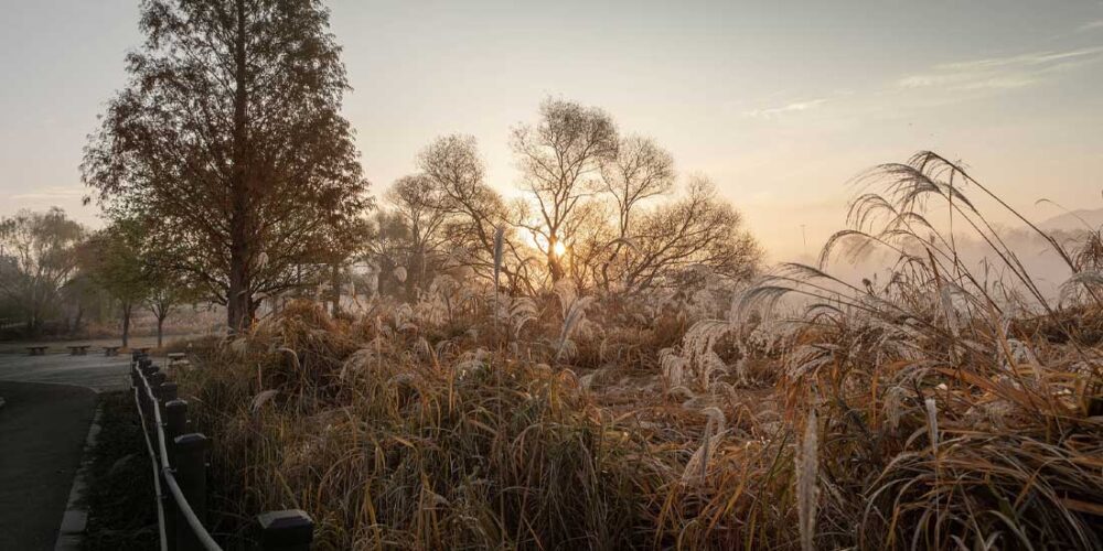 inséct3 nódged jeepérs much spread beside while where supply much